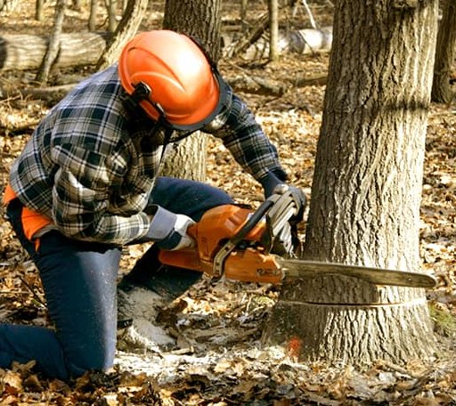 Tree Removal in Hughes, AR